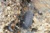 Porcellio scaber